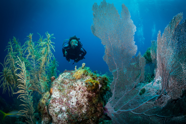 Diving in the crystal clear waters of bonaire with your prescription dive mask