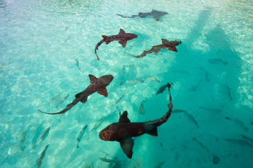 Nurse sharks in the Bahamas