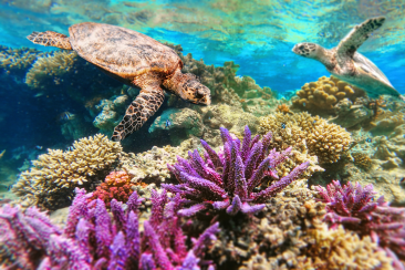 Sea Turtles while Snorkeling