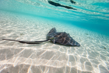 Swim with Sting Rays at the beach